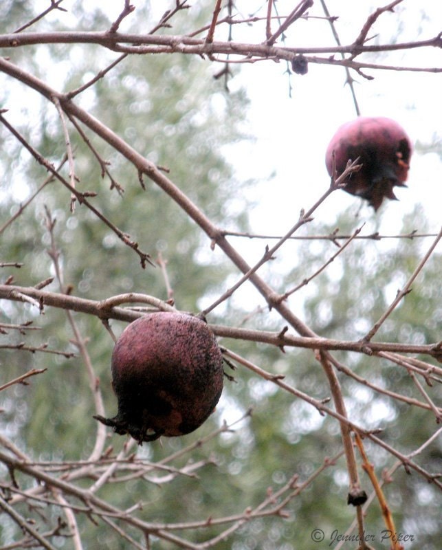 FREE SHIPPING: Pomegranates, Fine Art Photography Print 8x10 - Ready to Ship
