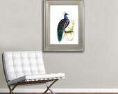 Original Watercolor Ink Painting - Peacock Bird Sumi-e - Japanese Brush Painting