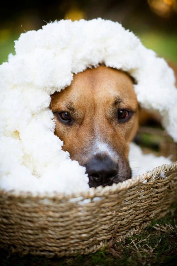 Dog Photography Prop Blanket. 'Marshmallow' Texture Rug for Pet Portraits and Dog Portraits