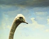 Ostrich Art - Animal photograph - Bird - Fine art photography -  animal print - kids wall art