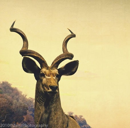 Animal photography, African Kudu Deer photograph, Woodland Photo, Landscape art, Nature decor, Rustic, 6x6 (15x15 cm)