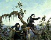 Animal Photography, Monkeys, Fine art photography print, animal wall art