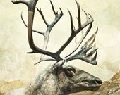 Animal Photography, Reindeer, Fine Art Photography Print, Animal art, Woodland Wildlife Photograph