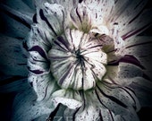 Flower photograph - Fine Art Photography Print - Wall Art - soft colored Dahlia flower close up dark background - 8 -10 inch