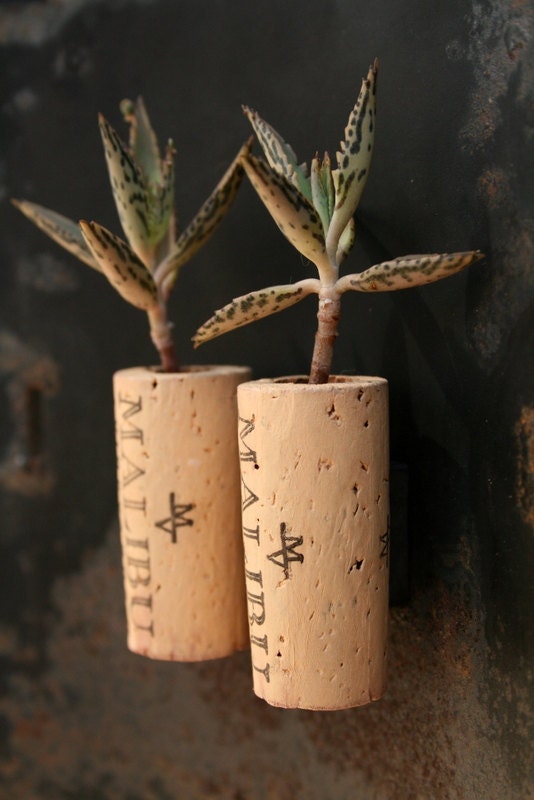 Succulent Cork Magnets, Malibu Set of 2