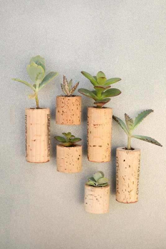 CUSTOM Order for ranbo Succulent Cork Magnets, Mixed Sets