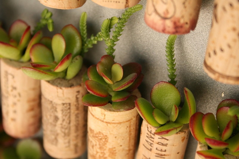 CUSTOM Order for Courtney Succulent Cork Magnets