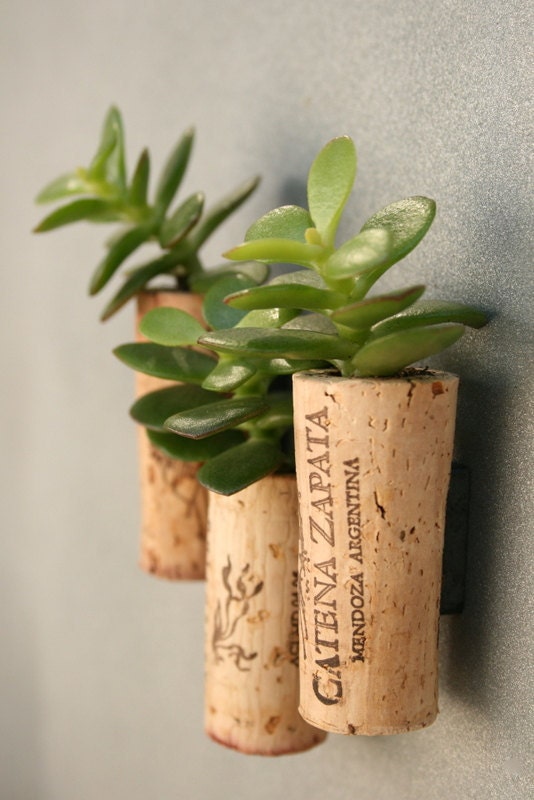 Succulent Cork Magnets, Argentina Set of 3