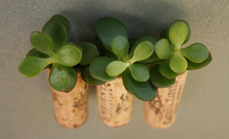 Succulent Cork Magnets, Argentina Set of 3