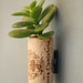 Succulent Cork Magnet,  Sierra Jade