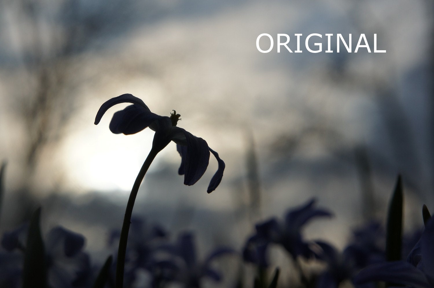 Spring Silhouette, setting sun, tranquil, tranquility, peaceful, restful, quiet, soft, spring, blossom, blooming, star