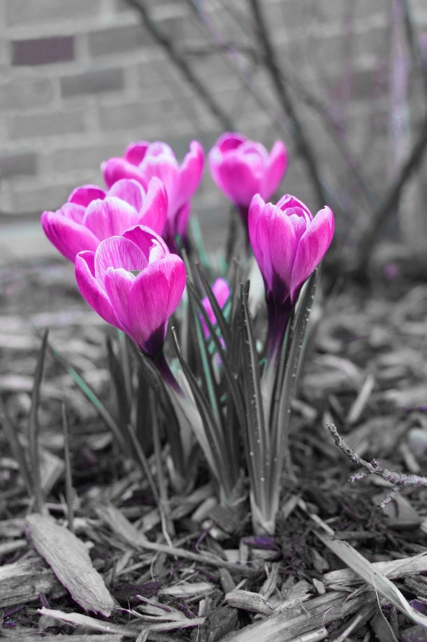 Does anyone know the name of this tulip -like flower which looks like