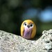 Yellow Pygmy the Clay Owl: Harry Potter Inspired Owlery