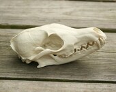 fox skull replica