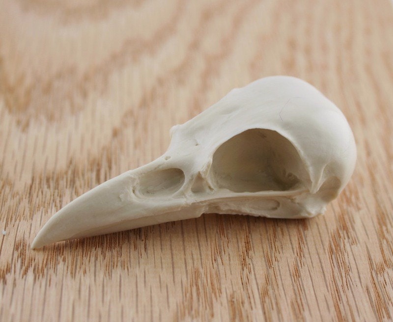 magpie skull