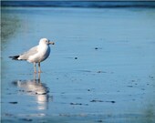 8 X 10 Print of a Seagull at the Ocean