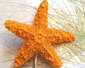 Clearance Sale - Shimmery Sugar Starfish Bobby Pin  Hair Pin Wedding Accessory Beach Girl Beach Bride Bridal Accessory Mermaid Hair