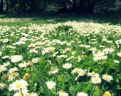 Meadow - Fine Art Photograph 4 x 6