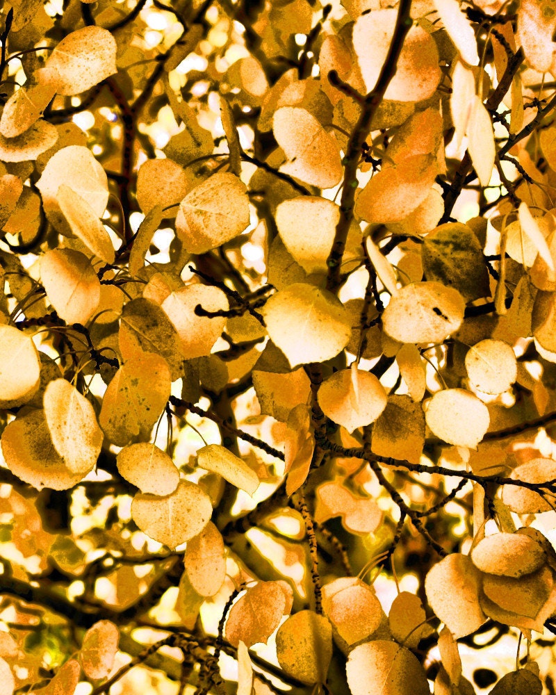 Aspen Leaf Variation No 1 in Gold 12x15 inch Fine Art Photograph on Metallic Paper
