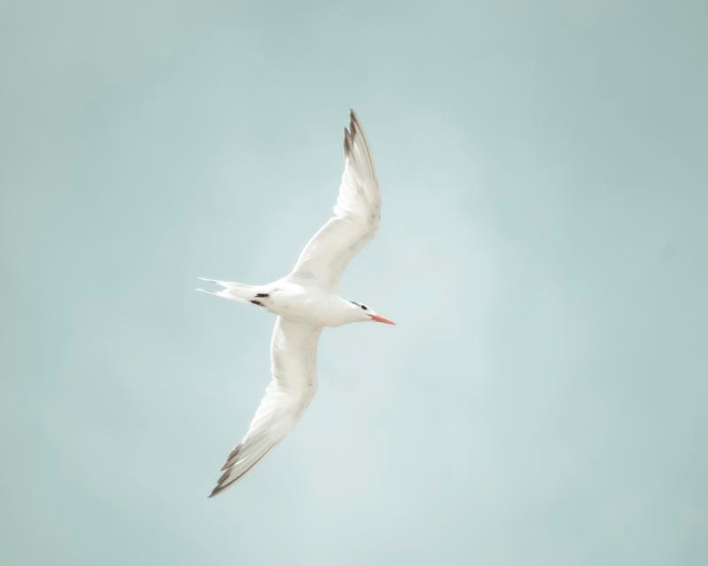 Bird Photograph, Sky Photograph, Summer, Pastel, Bird Photography, Sea Bird, Blue, Sky Photograph, Beach, Summer, Animal Photograph, 8x10