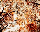 Tree Photography-Nature Photography, Woodland Rustic Whimsical Tree Photo- Woodland Natural History Print 5x7 Rustic Home Decor