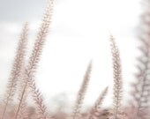 Shabby Chic Photography Romantic Home Decor-Soft Pink Gift For Her , Dusty Rose Blush Field Of Wheat -8x10