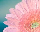 Diasy Photograph, Pink, Floral, Spring, Flower Photography, Shabby Chic, Pastel, Petals, Water Drops, 12x18