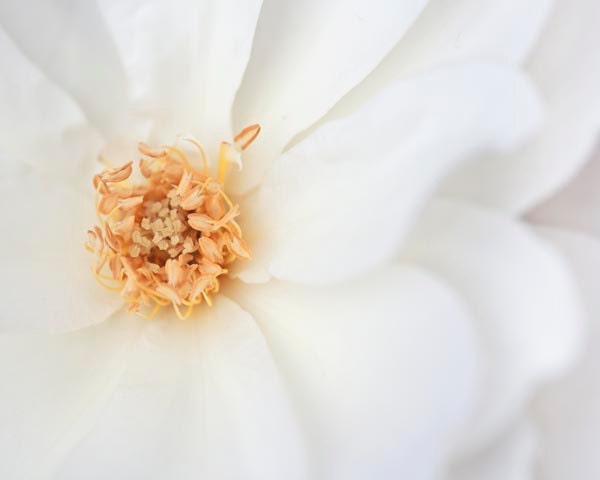 White Flower Print, Pure, White Wall Art, Rose, Flower Photography, 8x10 Flower Print, Botanical, Simple, Nature Photography