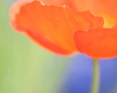 Poppy Photograph-Nature Photography, Bright Orange Home Decor, Tangerine Wall Decor, Blue, Green, Floral Wall Art, Bright Wall Art
