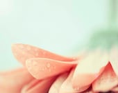 Shabby Chic Home Decor-Flower Photography, Peach Home Decor, -Mint Green, Coral  Fine Art Home Decor, Macro Nature Photograph