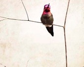 SALE Hummingbird Print, Fine Art Photography- Woodland, Rustic, Fall Decor, Nature Photography, Bird Photography,  Beige Home Decor