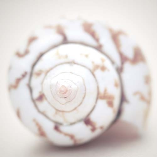Beige Beach Home Decor-Seashell Photo-Seashell Art, Beach Photography, Beach House Decor, 5x7 Photograph