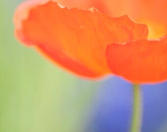 Poppy Photograph-Nature Photography, Bright Orange Home Decor, Tangerine Wall Decor, Blue, Green, Floral Wall Art, Bright Wall Art
