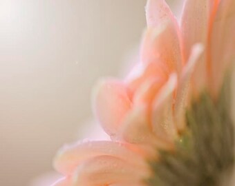 Pink Flower Photo-Peach, Beige, Green, Gerber Diasy Flower Photography, Neutral Home Decor, Woodland, Natural, Rustic, Fall Decor