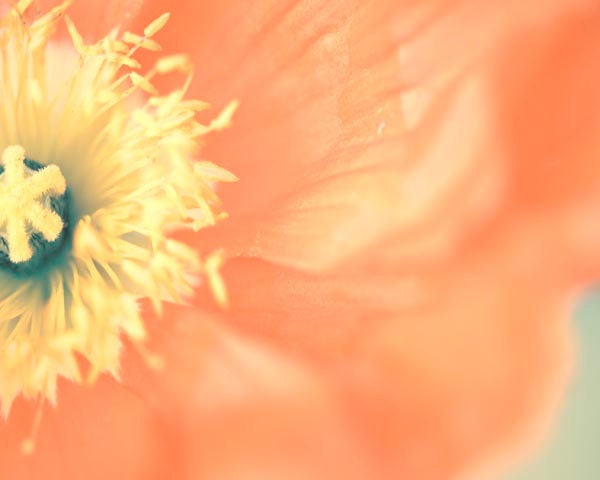 Orange Crush- Hibiscus Wall Decor, Flower Photography, Spring Decor, Orange Decor, Tangerine Orange , Floral Spring Home Decor 8x10