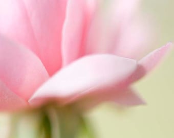 Pink Floral Decor- Nature Photography, Rose, Shabby Chic, Girlie, Cute, Feminine, Pastel, Pink Decor, Nursery Room Decor