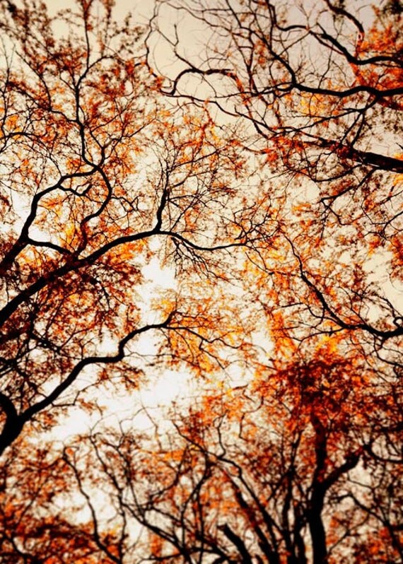 Tree Photography-Nature Photography, Woodland Rustic Whimsical Tree Photo- Woodland Natural History Print 5x7 Rustic Home Decor