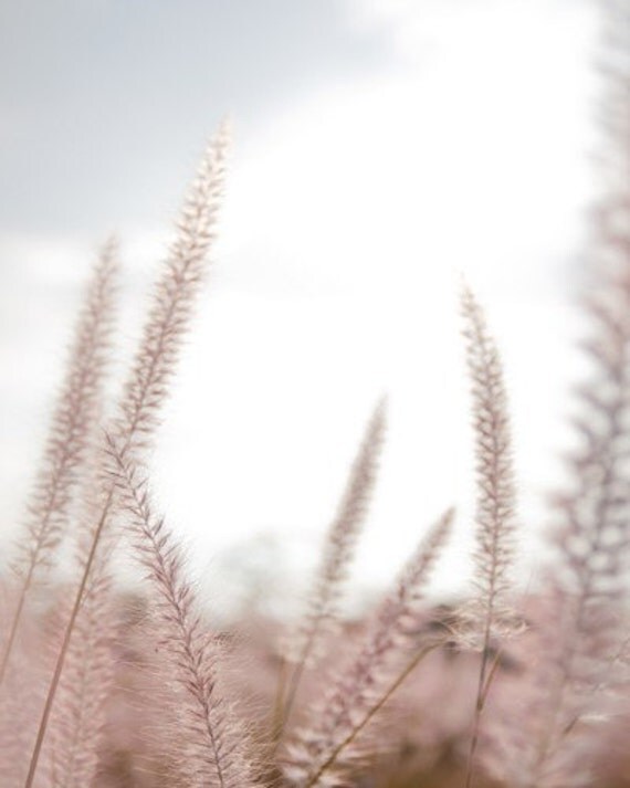 Shabby Chic Photography Romantic Home Decor-Soft Pink Gift For Her , Dusty Rose Blush Field Of Wheat -8x10