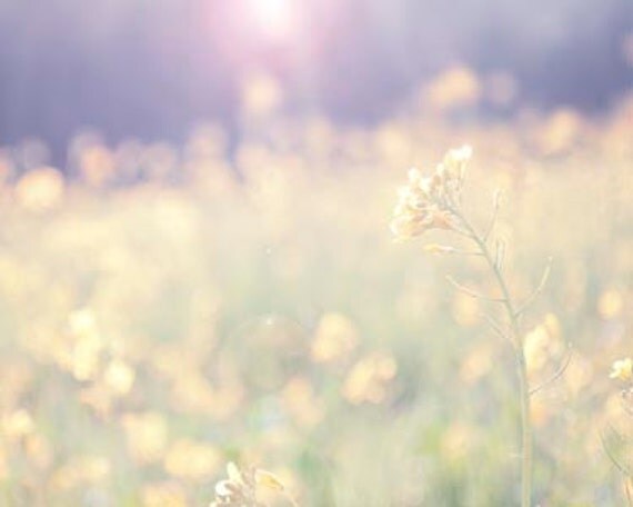 Fine Art Nature Photography- Spring Decor, Floral, Girly, Purple Decor, Yelow Decor, Nature Home Decor- Boho Home Decor--Soft Morning Ligh