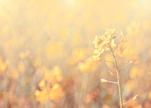Yellow Home Decor- Yellow Photography, Yellow Decor, Boho,Nature Photo- Mustard, Fall, Country Home Decor, Gold Citrus Honeysuckle 5x7 Phot
