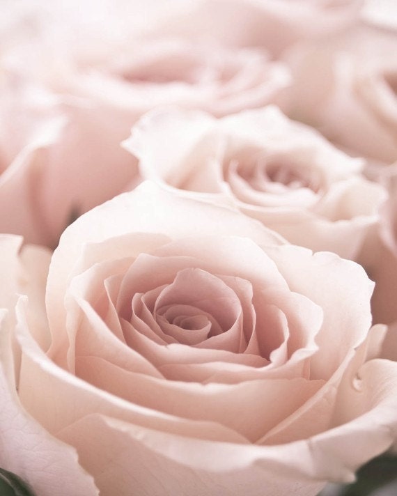 Pink Roses- Shabby Chic Home, Mauve, Pretty, Elegant, Floral, Pastel, Girlie, Gentle, Timeless 5x7