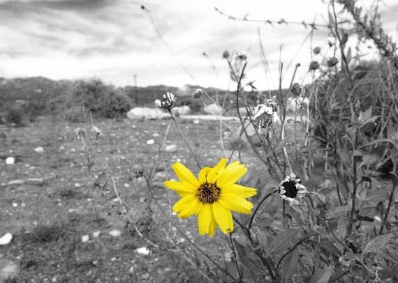 Flower Photograh-Black and white, yellow and grey decor, color pop, yellow, nature photography, yellow grey wall art, nature walk