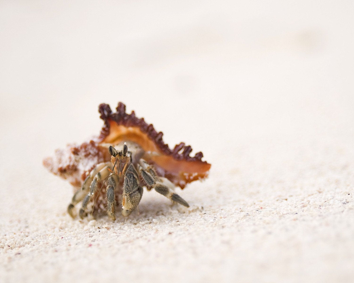 Beach Photograph, Crab Photograph- Beach Photography, Nautical Decor, Neutral, Beach Home Decor Sand, Ocean Creature Photo 8x10