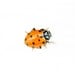 Red Ladybug Art-Tiny Spring Garden Bug Black Polka Dots Minimalist Red Ladybug Photography 5x5 Print White Macro Nature Photo