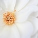 White Flower Print, Pure, White Wall Art, Rose, Flower Photography, 8x10 Flower Print, Botanical, Simple, Nature Photography