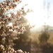 Morning Bloom- Country Home Decor, Nature Photography,Boho Rustic , Fine Art Print 8x10 Serene Blossom Photo