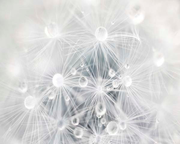 SALE Dandelion Photograph, White Home Decor, Grey Home Decor, Water Drops, Danelion Wall Decor, , Nature Photography,  8x10 Print