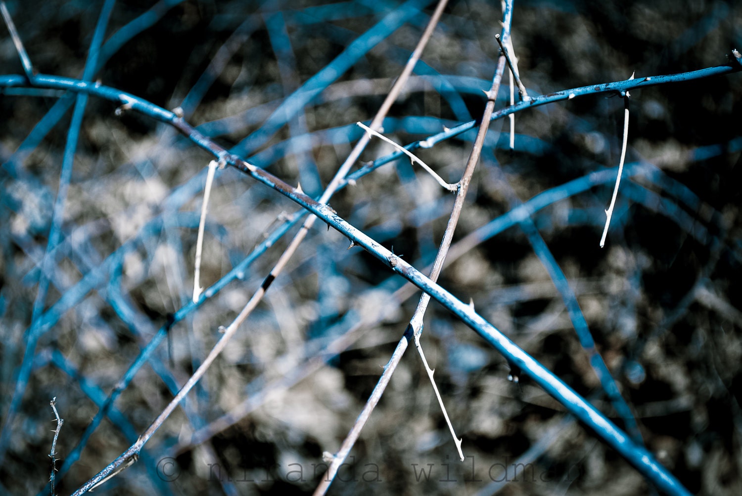 thorn of blue  8x10 photograph by Miranda Wildman FREE SHIPPING