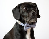 Classic Blue Seersucker Bowtie Dog Collar