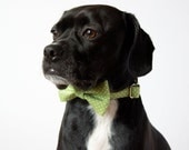Celery Green Polka Dot Bow Tie Dog Collar